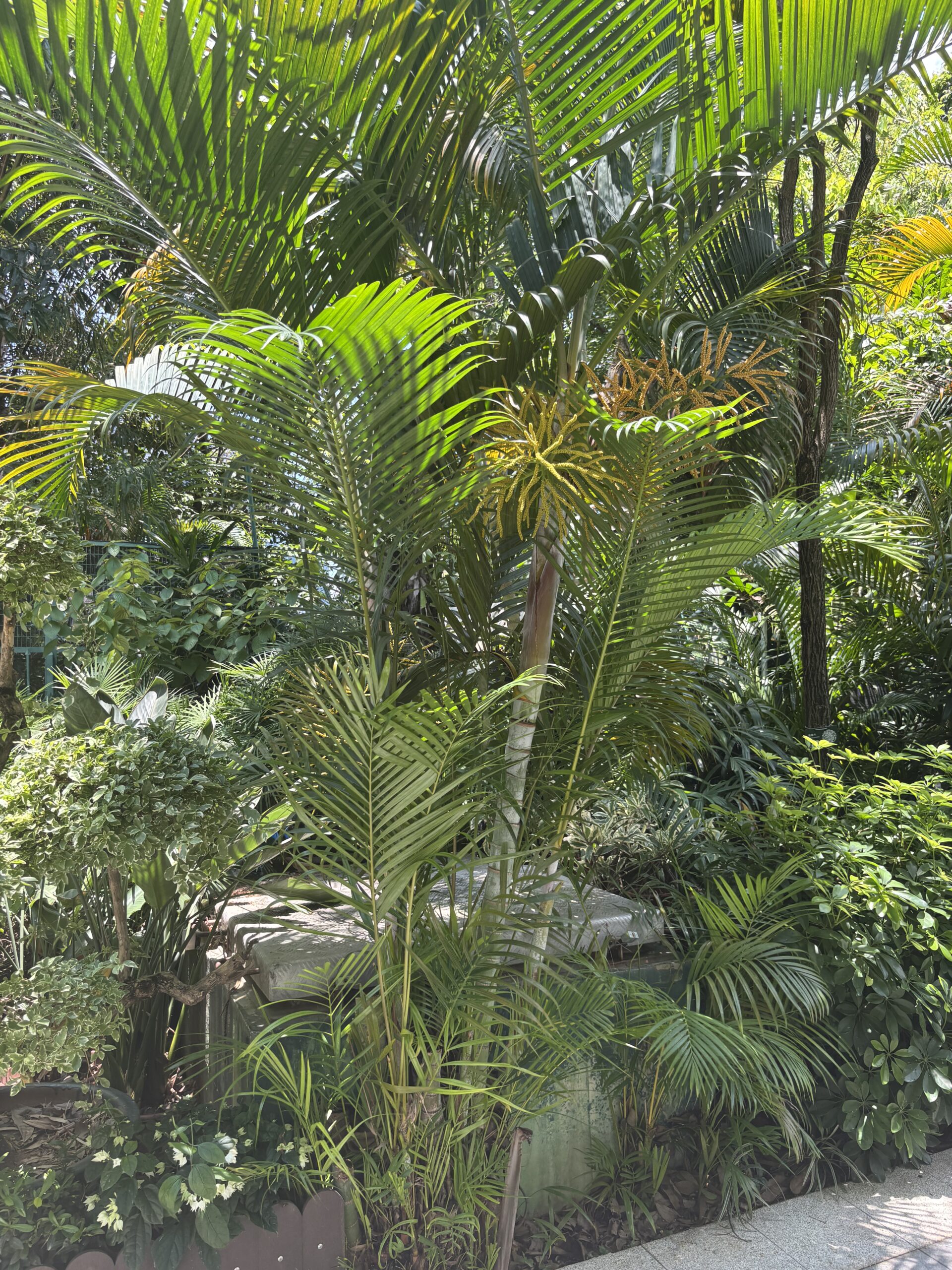 Areca Palm