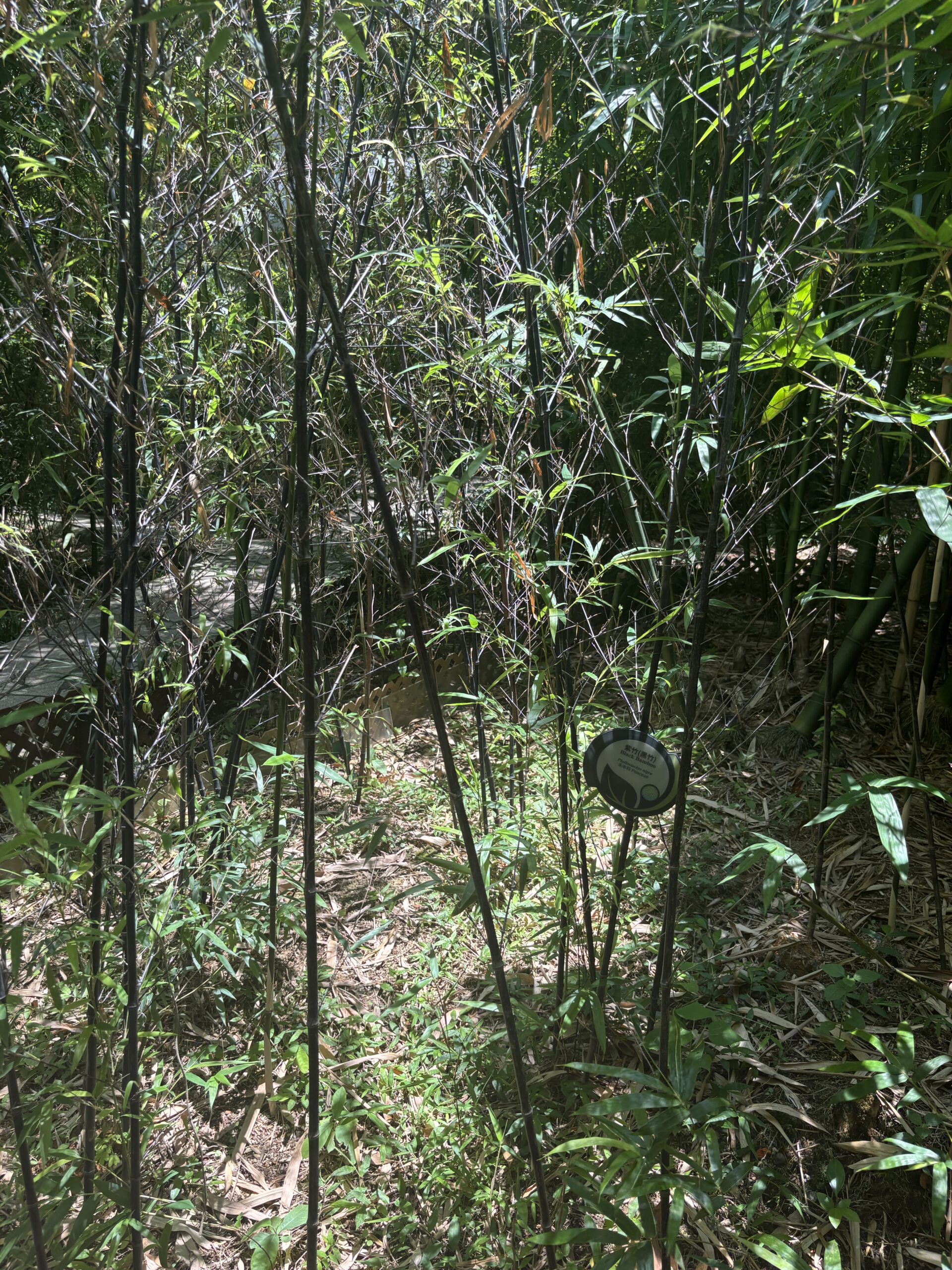 Black Bamboo