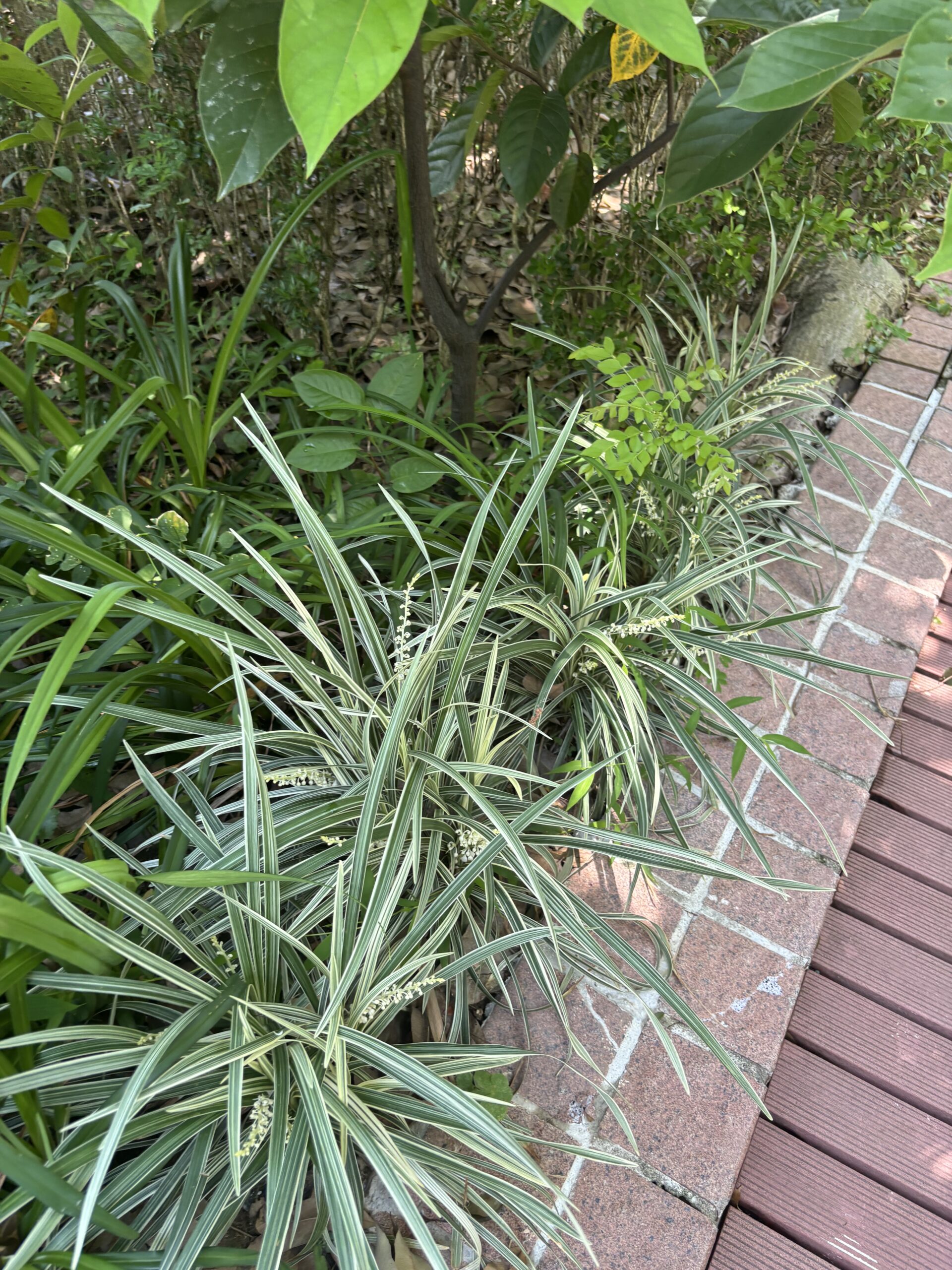 Jurban Lily-Turf